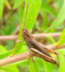 Attēlu rezultāti vaicājumam “Chortippus sp.”