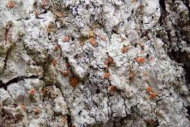 Attēlu rezultāti vaicājumam “Bacidia rubella”