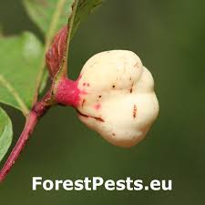 Attēlu rezultāti vaicājumam “Hordelymus europaeus fruit”