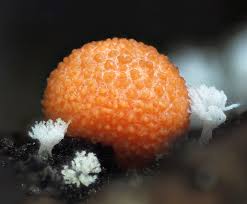 Attēlu rezultāti vaicājumam “Lycogala sp.”