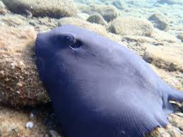 Image result for Pteroplatytrygon violacea