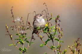 Attēlu rezultāti vaicājumam “Passer domesticus juvenile”