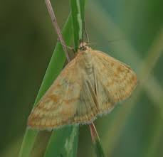 Attēlu rezultāti vaicājumam “Sitochroa verticalis”