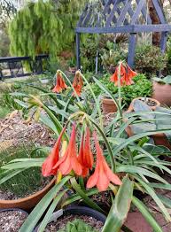 Attēlu rezultāti vaicājumam “Aesculus x neglecta flower”