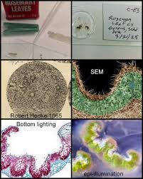 Attēlu rezultāti vaicājumam “Oligonema persimile spores”