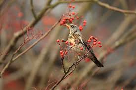 Attēlu rezultāti vaicājumam “Turdus pilaris adult”