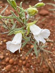 Image result for Leaves Green Bowmen