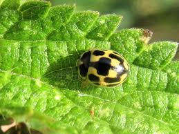 Attēlu rezultāti vaicājumam “Propylea quatuordecimpunctata”