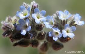 Attēlu rezultāti vaicājumam “Myosotis micrantha”