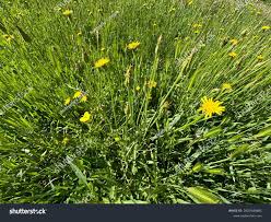 Attēlu rezultāti vaicājumam “Scorzonera humilis bud”