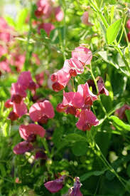 Attēlu rezultāti vaicājumam “Lathyrus latifolius”