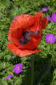 Attēlu rezultāti vaicājumam “Papaver orientale”