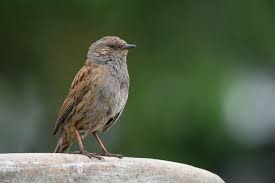 Attēlu rezultāti vaicājumam “Prunella modularis”