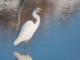 Attēlu rezultāti vaicājumam “Egretta alba”
