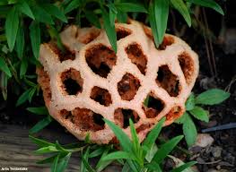 Attēlu rezultāti vaicājumam “Clathrus ruber”