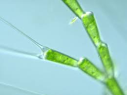 Attēlu rezultāti vaicājumam “Bulbochaete mirabilis”