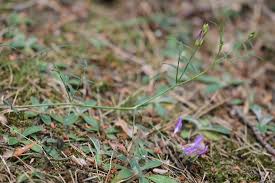 Attēlu rezultāti vaicājumam “Astragalus arenarius”