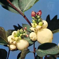 Attēlu rezultāti vaicājumam “Symphoricarpos albus fruit”