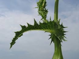 Attēlu rezultāti vaicājumam “Sonchus asper”