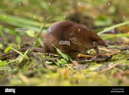 Attēlu rezultāti vaicājumam “Sorex araneus”