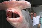 Lethal App News » international shark attack file