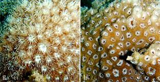 Attēlu rezultāti vaicājumam “Lophozia capitata”