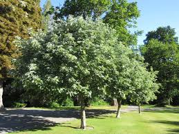 Attēlu rezultāti vaicājumam “Sorbus aria”