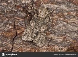 Attēlu rezultāti vaicājumam “Acronicta megacephala”