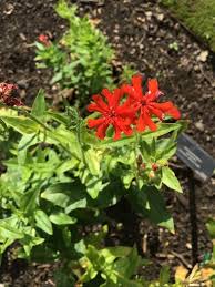 Attēlu rezultāti vaicājumam “Silene chalcedonica fruit”