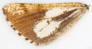 Attēlu rezultāti vaicājumam “Bupalus piniaria male”