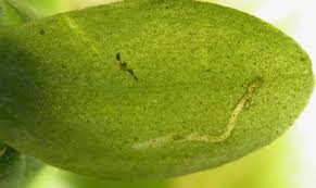 Attēlu rezultāti vaicājumam “Callitriche hermaphroditica leaf”