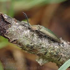 Attēlu rezultāti vaicājumam “Ctenicera pectinicornis”