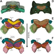 Attēlu rezultāti vaicājumam “Strongylosoma pallipes”