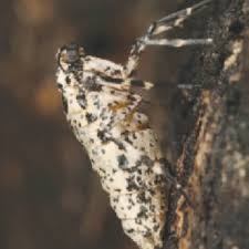 Attēlu rezultāti vaicājumam “Erannis defoliaria larva”