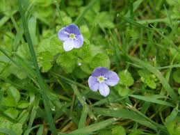 Attēlu rezultāti vaicājumam “Veronica filiformis flower”