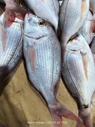 Image result for Pagrus pagrus