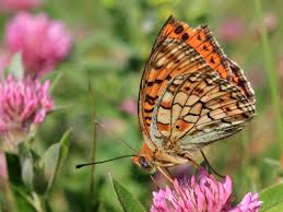 Attēlu rezultāti vaicājumam “Argynnis niobe underside”