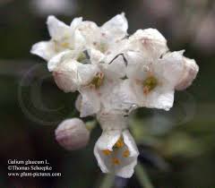 Attēlu rezultāti vaicājumam “Galium schultesii flower”