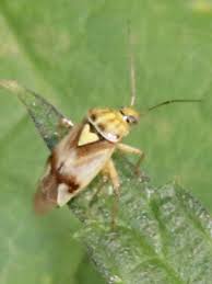 Attēlu rezultāti vaicājumam “Lygus pratensis imago”