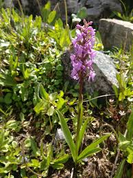 Attēlu rezultāti vaicājumam “Gymnadenia conopsea”