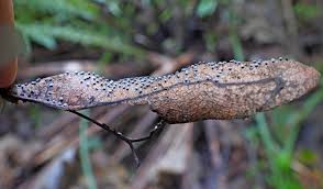 Attēlu rezultāti vaicājumam “Didymium xanthopus stalked”