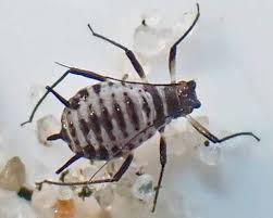 Attēlu rezultāti vaicājumam “Macrosiphoniella absinthii”