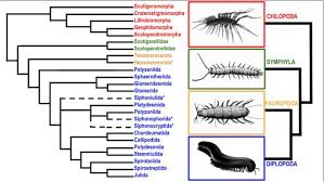 Attēlu rezultāti vaicājumam “Myriapoda”