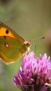 Attēlu rezultāti vaicājumam “Colias croceus underside”