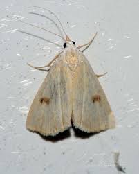 Attēlu rezultāti vaicājumam “Rivula sericealis”