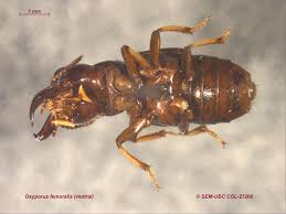 Attēlu rezultāti vaicājumam “Oxyporus”