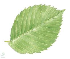 Attēlu rezultāti vaicājumam “Ulmus laevis”