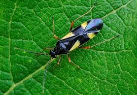 Attēlu rezultāti vaicājumam “Dryophilocoris flavoquadrimaculatus imago”