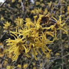 Attēlu rezultāti vaicājumam “Hamamelis virginiana”