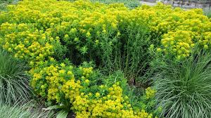 Image result for Wolfsmilch